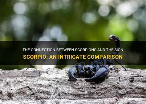 The Intricate Relationship Between Scorpions and the Color Purple in Dreams