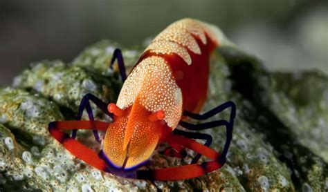 The Intricate Social Dynamics of Miniature Crustaceans