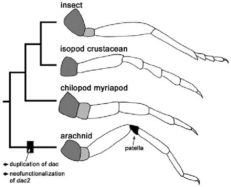 The Intricate Web: Deciphering the Connection between Arachnids and Evolution