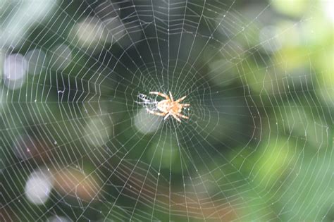 The Intricate Web: Exploring the Symbolism of Spider Webs