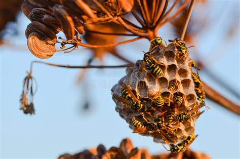 The Intricate World of Wasp Hives: Exploring Their Fascinating Structures