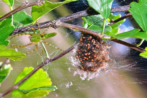 The Intrigue Surrounding Dreams of Spider Offspring Hatching