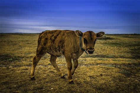 The Intrigue of Mounting a Bovine: Unraveling Visions and Encounters