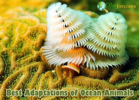 The Intriguing Adaptations of Emerald Aquatic Organisms