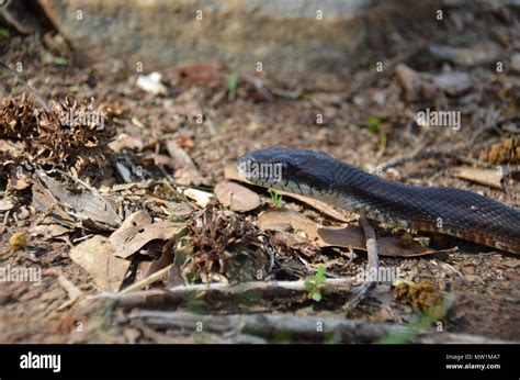 The Intriguing Allure of Non-Venomous Serpents