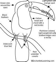 The Intriguing Anatomy of Toucans: Exploring the Features that Make Them Unique