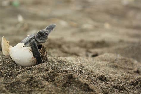 The Intriguing Behavior of Baby Turtles