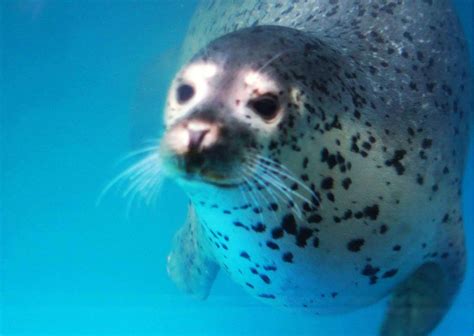 The Intriguing Behaviors and Habits of Seals