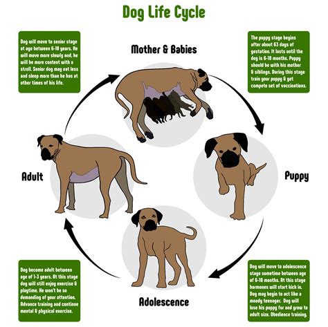 The Intriguing Concept of Canine Metamorphosis