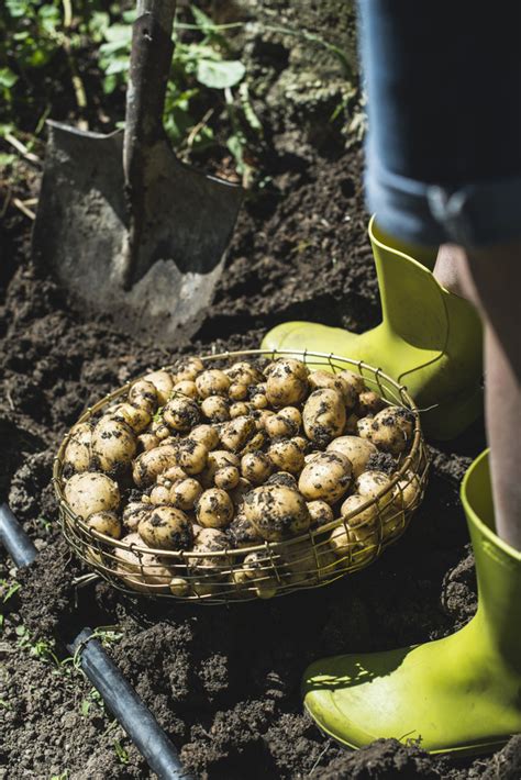 The Intriguing Fascination with Potatoes: Unearthing the Motivation to Pilfer?