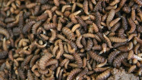 The Intriguing Feeding Habits of Maggots: Nature's Decomposers with Purpose