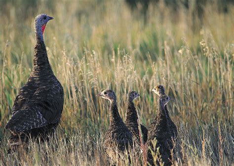 The Intriguing Habitat and Distribution of Free-Range Turkeys