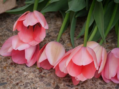 The Intriguing History of Blush Tulips