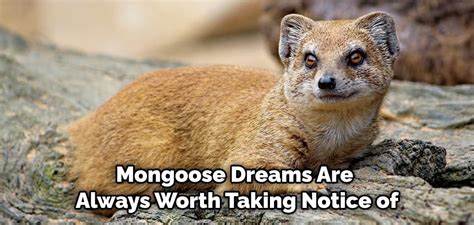 The Intriguing Interpretation of Mongoose Encounters in Dreamscapes