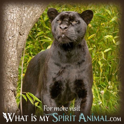 The Intriguing Meaning Behind a Tamed Panther