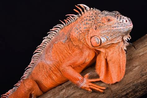 The Intriguing Mystery of an Orange Reptile