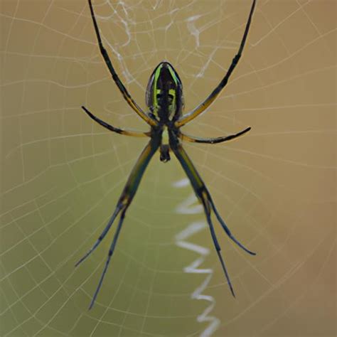 The Intriguing Presence of the Arachnid on the Surface: Unraveling Enigmatic Indications