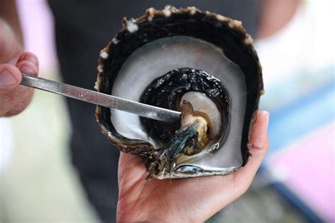 The Intriguing Process of Pearl Formation in Oysters