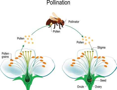 The Intriguing Process of Pollination by Bees