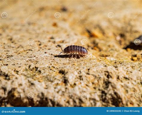 The Intriguing Realm of Armadillidiidae