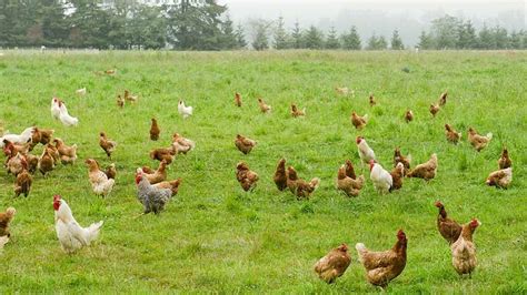 The Intriguing Realm of Free-Roaming Poultry