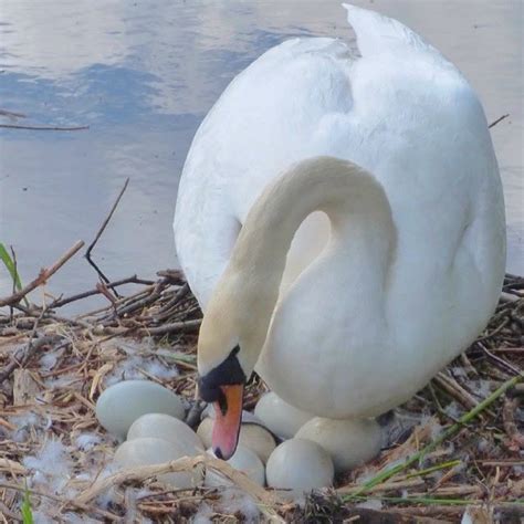 The Intriguing Realm of Swan Eggs