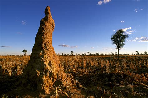 The Intriguing Realm of Termite Mounds