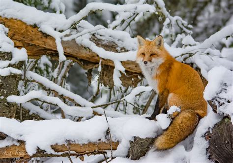 The Intriguing Red Fox: A Fascinating Wildlife Reverie