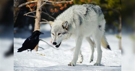 The Intriguing Relationship between Humans and Ravens