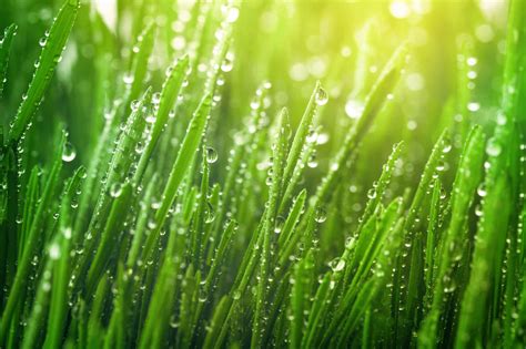 The Intriguing Science Behind the Refreshing Essence of Moist Grass