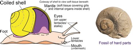 The Intriguing Significance Behind Dreams of Gastropods in Your Oral Cavity