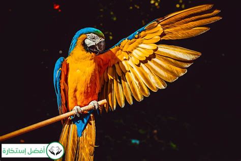 The Intriguing Significance Behind Parrot Assaults in Interpretation of Dreams