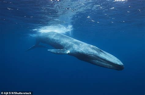 The Intriguing Significance of the Size and Appearance of the Fiery Colossal Cetacean