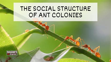 The Intriguing Social Structure of Black Ant Colonies