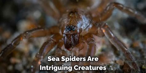 The Intriguing Symbolism: Deciphering the Significance of Consuming Arachnids