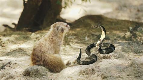 The Intriguing Vision of a Mongoose Feasting on a Serpent