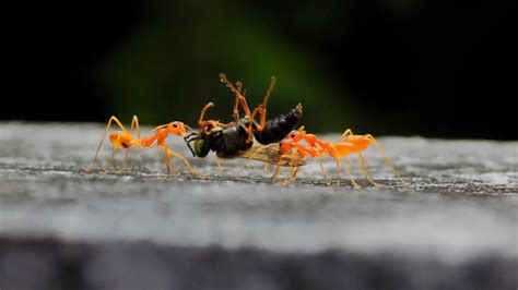 The Intriguing World of Ants: Insights into their Behavior