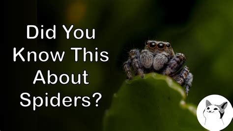 The Intriguing World of Spider Predation