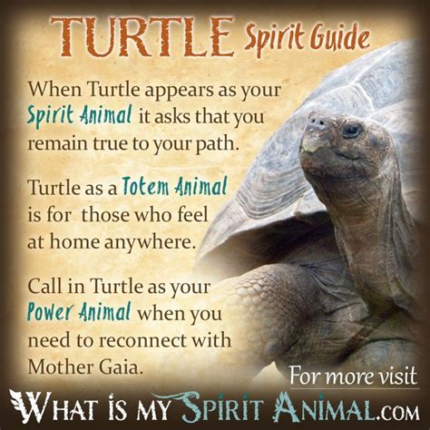 The Intriguing World of Turtle Symbolism