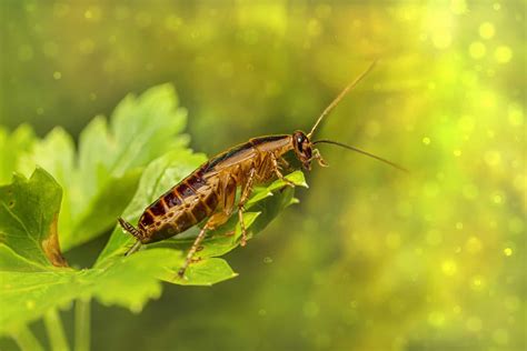 The Intrusive Cockroach: A Symbol of Personal Challenges