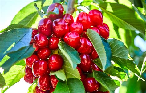 The Irresistible Appeal of Cherry Harvest: A Long-Awaited Aspiration