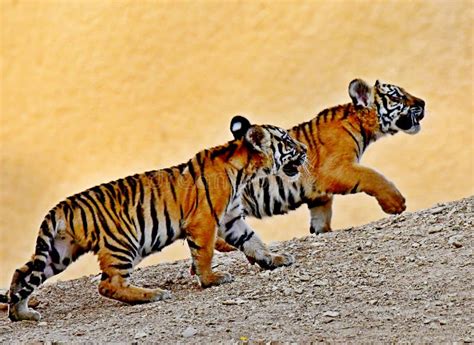 The Irresistible Appeal of Exotic Companions: Young Tigers