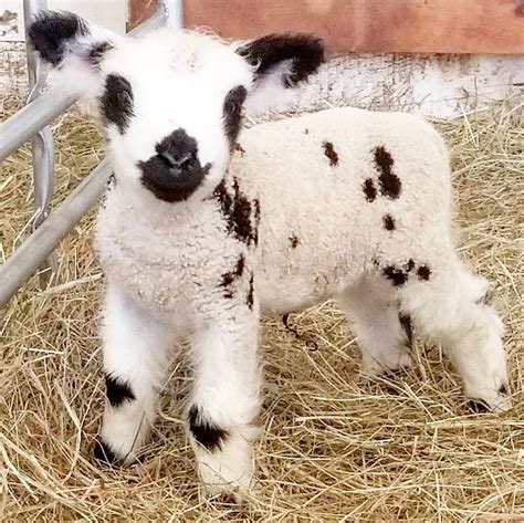 The Irresistible Appeal of Miniature Sheep: Exploring the Cuteness Factor