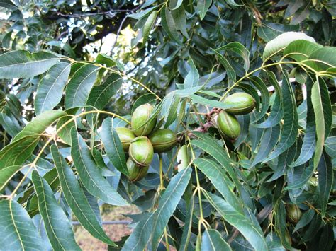 The Irresistible Appeal of Pecan Trees