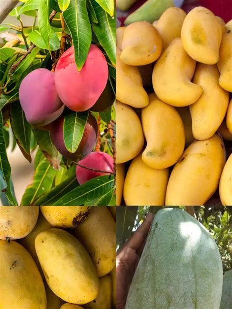 The Irresistible Aroma of Juicy Mangoes