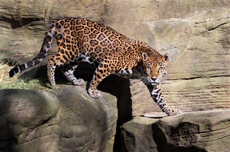 The Jaguar's Powerful Bite: Understanding the Anatomy and Strength of its Jaws