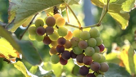 The Journey Begins: Exploring the Grape Harvest Season