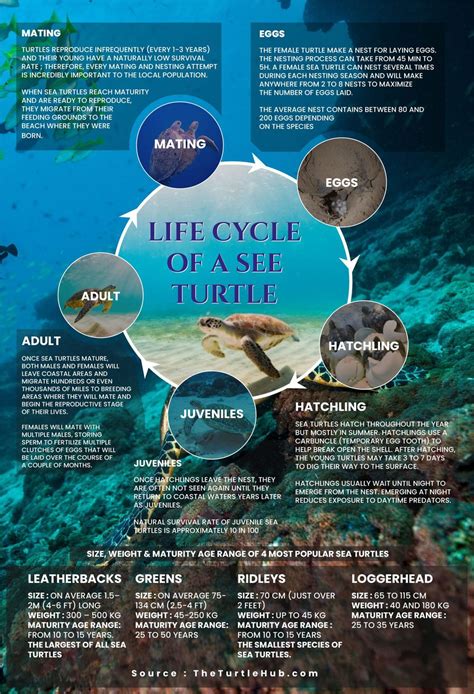 The Journey Begins: Understanding the Life Cycle of Marine Turtles