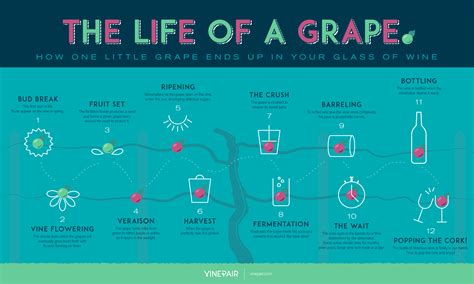 The Journey from Vine to Glass: From Harvest to Wine Making