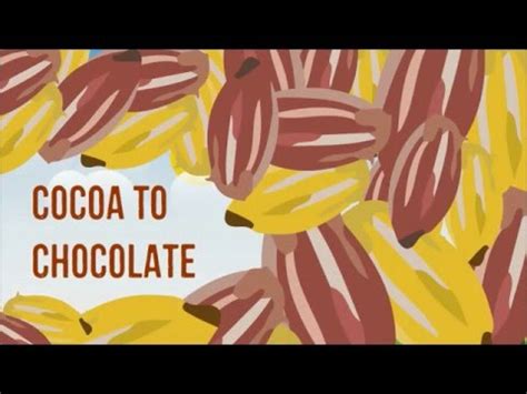 The Journey of Chocolate: From Farm to Factory to Your Favorite Treats